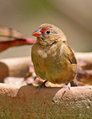 Lagonosticta senegala, Red-billed Firefinch, female