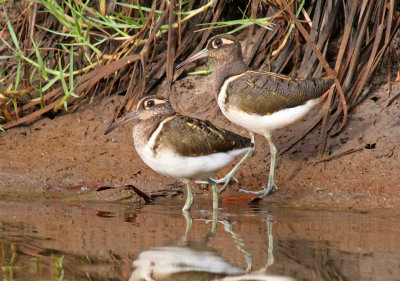Rostratula benghalensis, Painted Snipe