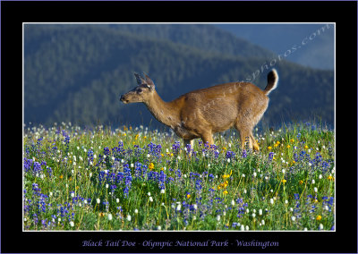 Black Tail Deer