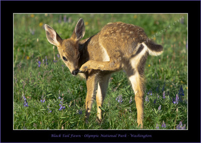 Black Tail Deer