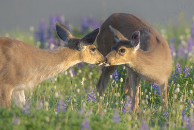 Dear Deer Kisses :)