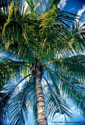 Hawaii_0058-copy.jpg