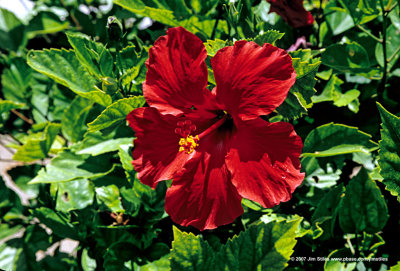 Hawaii_0068-copy.jpg
