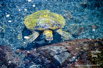 Hawaii_0080-copy.jpg