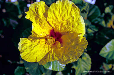 Hawaii_0133-copy.jpg