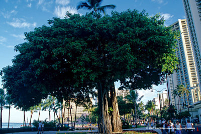 Hawaii_0386-copy.jpg