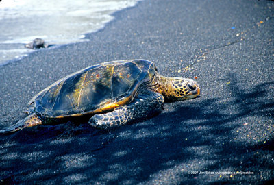 Hawaii_0503-copy.jpg