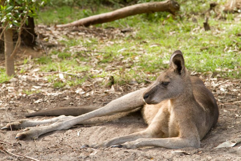 Australia-2022.jpg