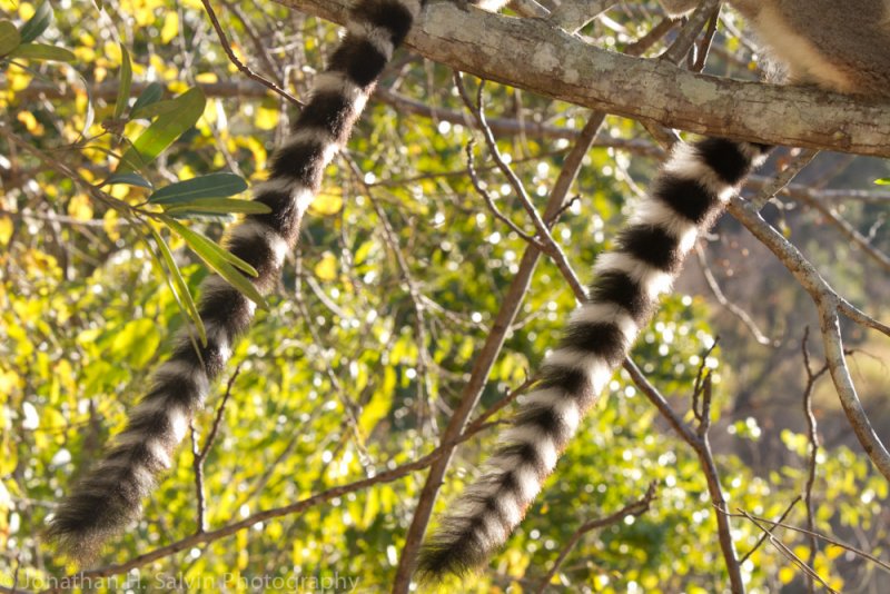 Madagascar-2365.jpg