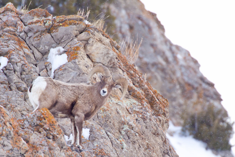 Yellowstone-2960.jpg