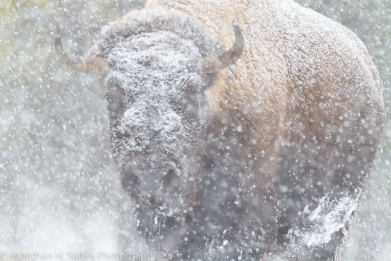 Yellowstone-1620.jpg