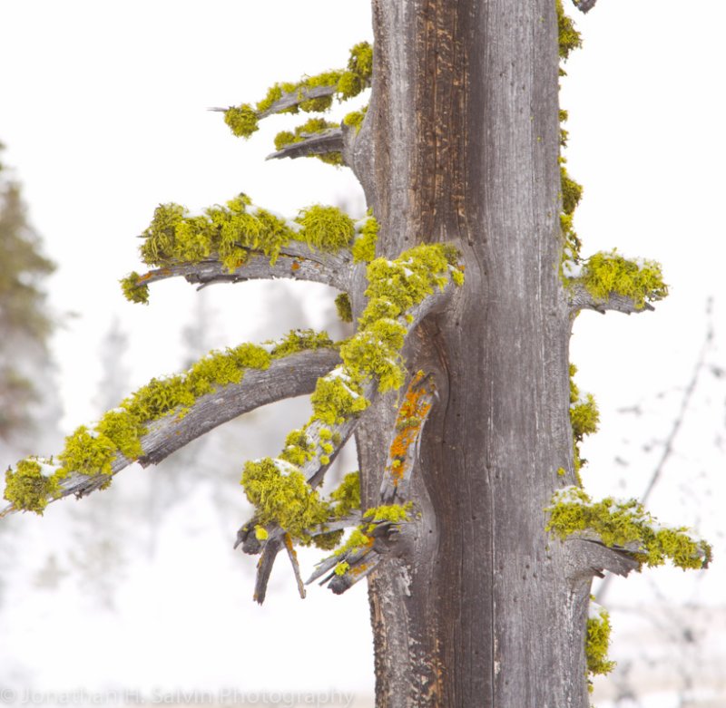 Yellowstone-249.jpg
