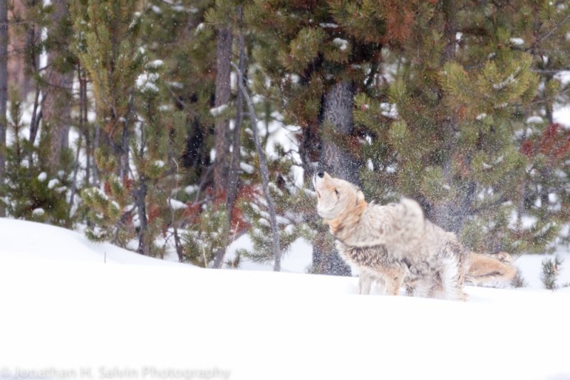 Yellowstone-2551.jpg