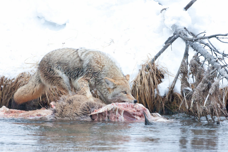 Yellowstone-2614.jpg