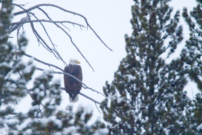 Yellowstone-752.jpg
