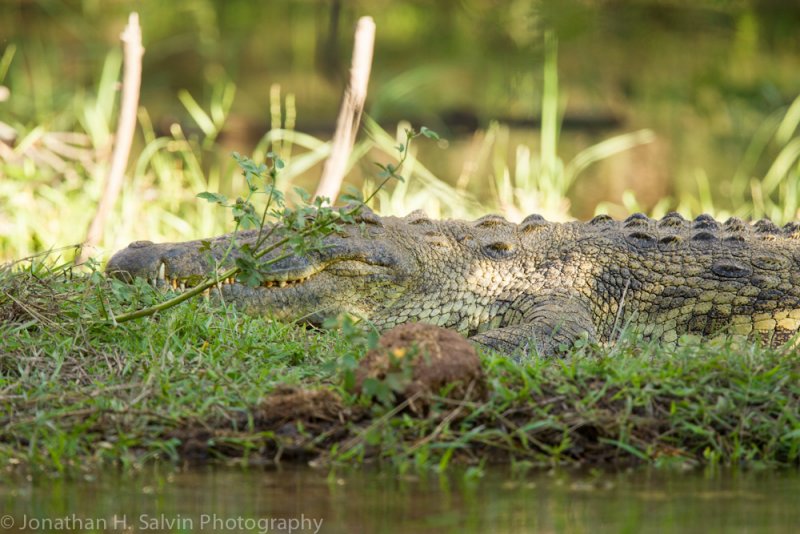 Zambia 2012-33.jpg