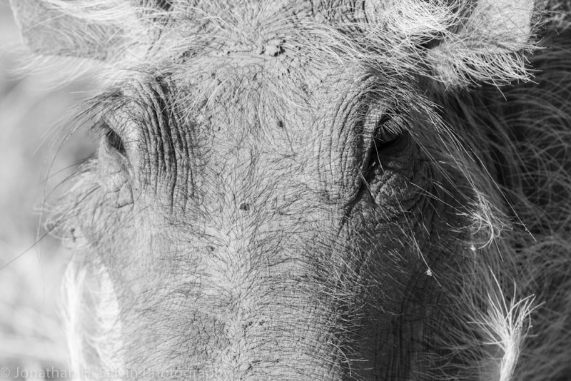 Botswana 2012-1009.jpg