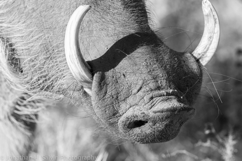 Botswana 2012-1011.jpg