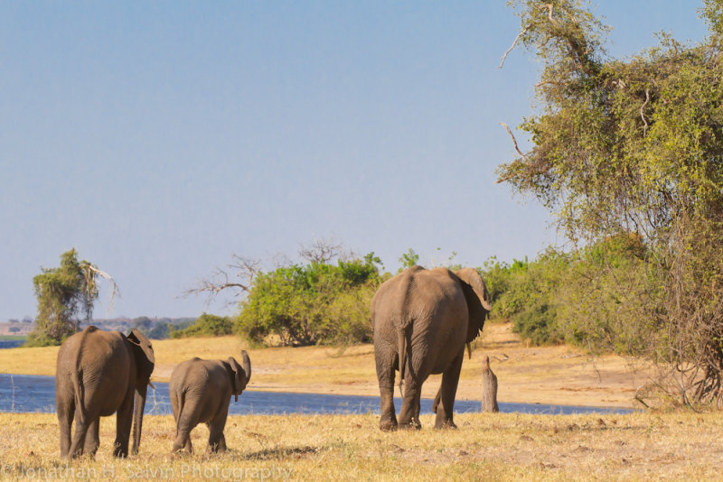 Botswana 2012-1168-Edit.jpg