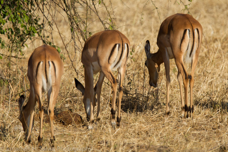 Botswana 2012-1198.jpg