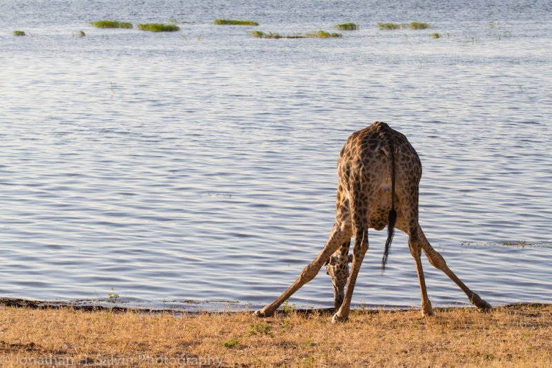 Botswana 2012-1243.jpg