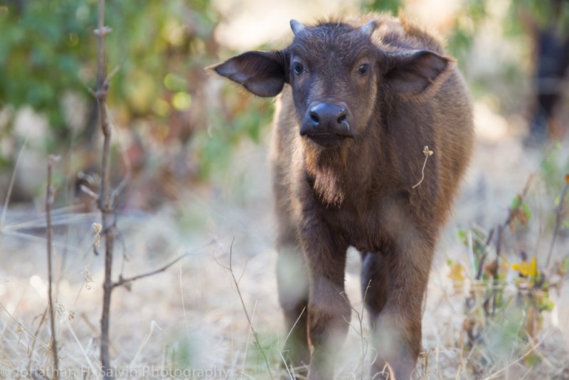 Botswana 2012-1289.jpg
