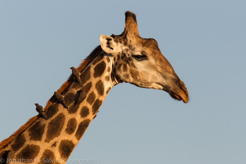 Botswana 2012-243.jpg