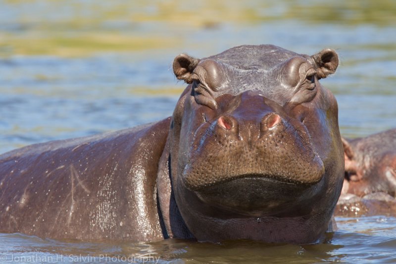 Botswana 2012-733.jpg