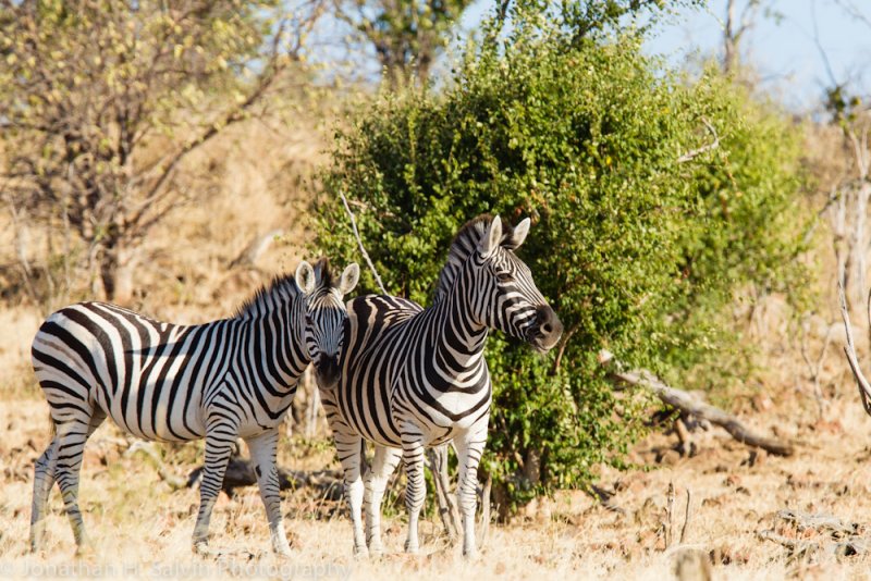 Botswana 2012-93.jpg