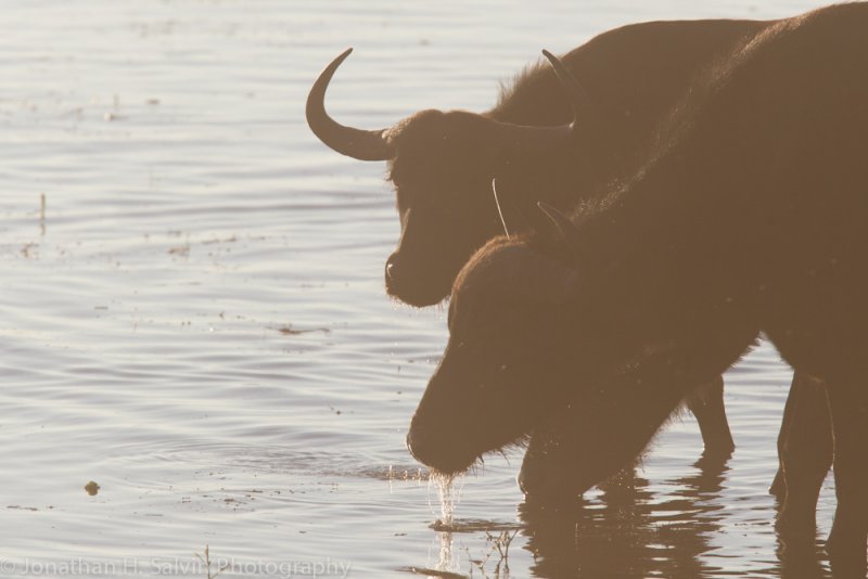 Botswana 2012-965.jpg