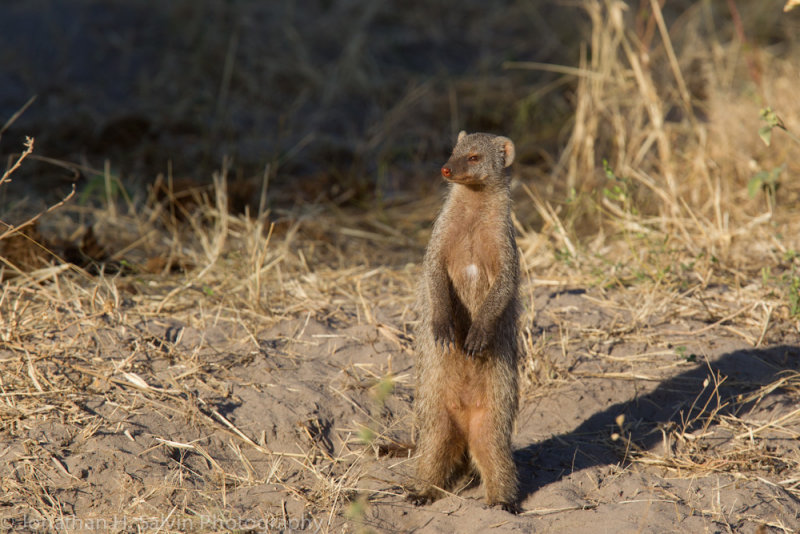 Botswana 2012-972.jpg