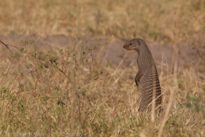 Botswana 2012-974.jpg