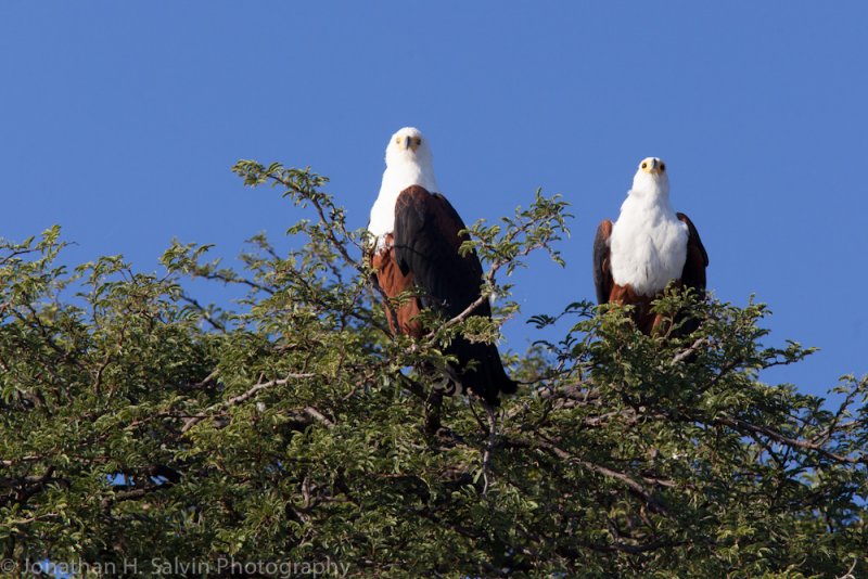 Botswana 2012-996.jpg