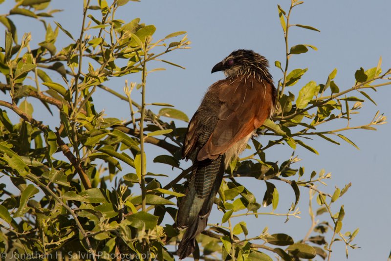Botswana 2012-997.jpg