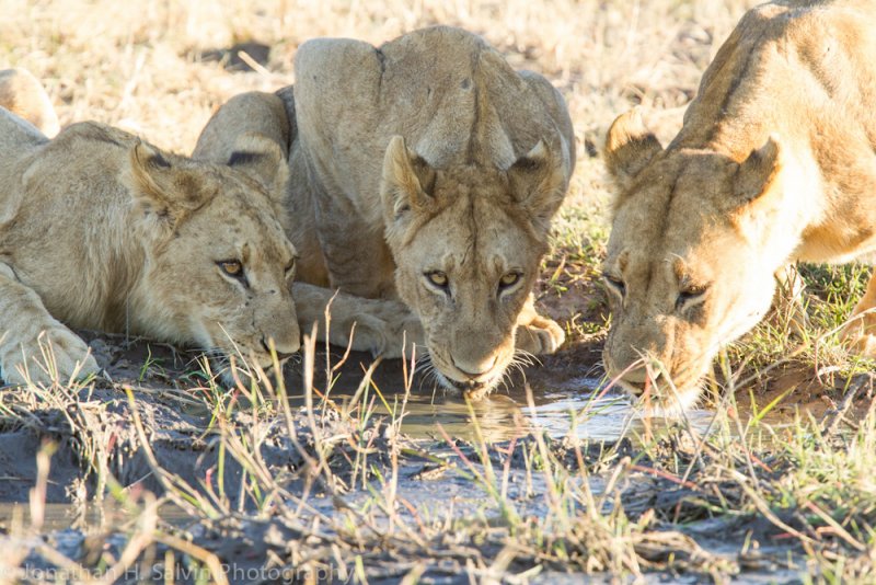 Botswana 2012-1461.jpg