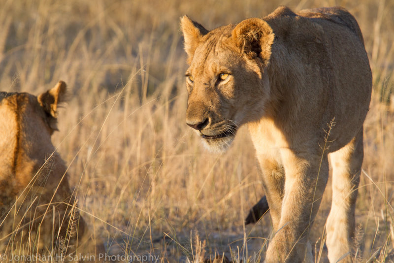 Botswana 2012-1520.jpg