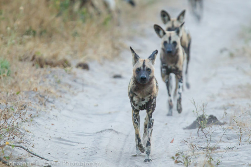 Botswana 2012-1559.jpg