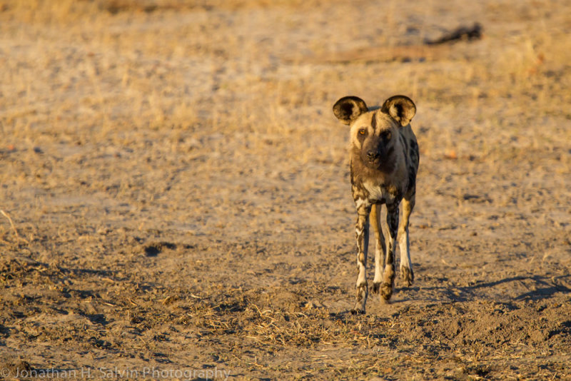 Botswana 2012-1682.jpg