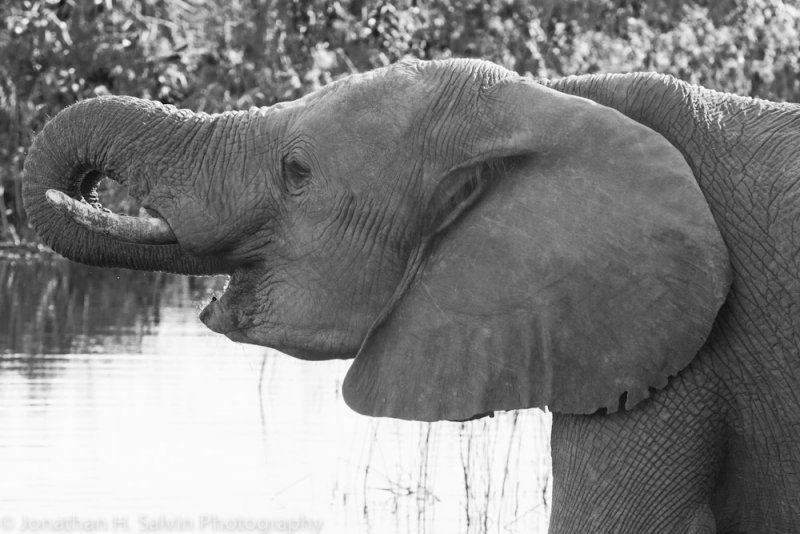 Botswana 2012-1740.jpg