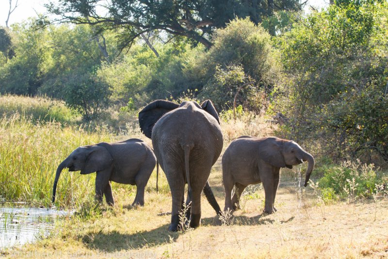 Botswana 2012-1750.jpg