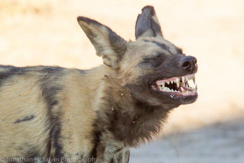 Botswana 2012-1818.jpg