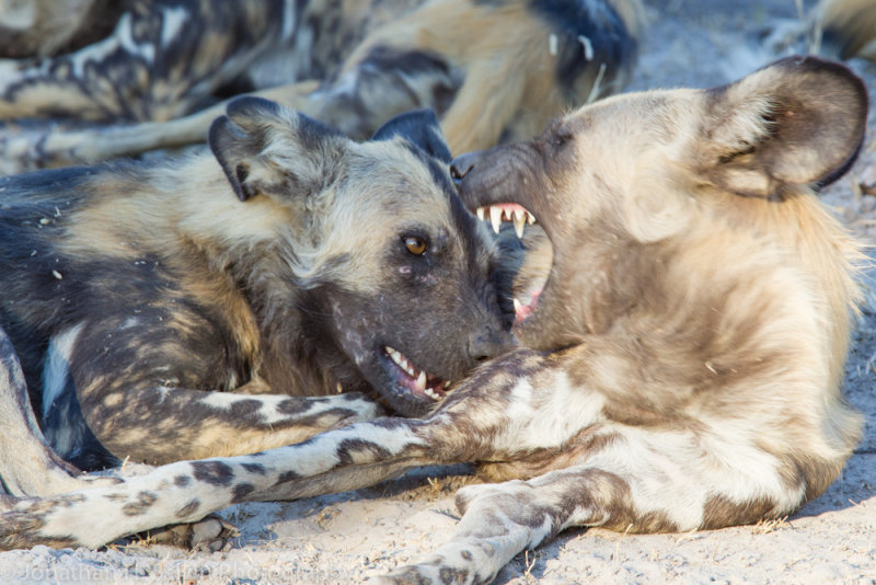 Botswana 2012-1843.jpg