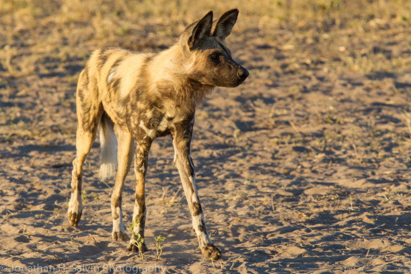 Botswana 2012-1879.jpg