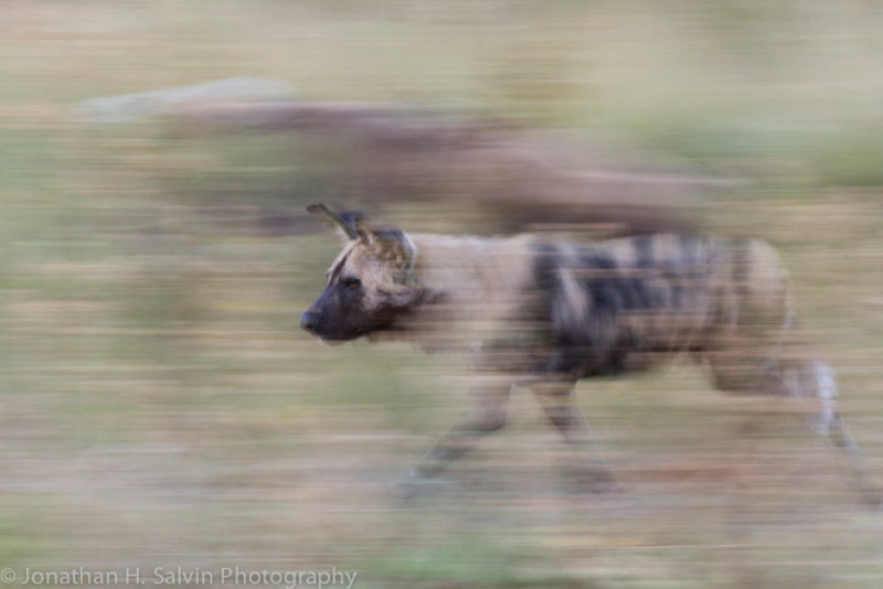 Botswana 2012-1911.jpg
