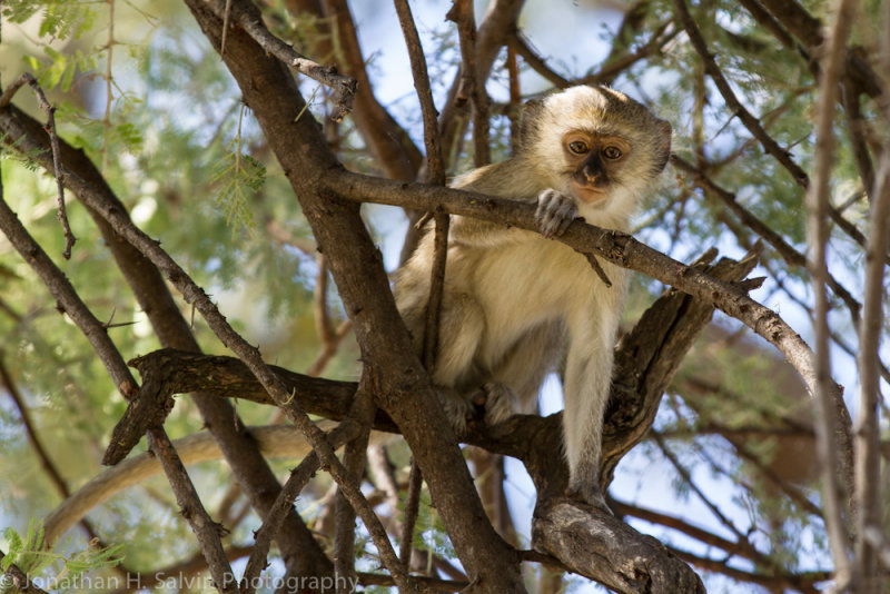 Botswana 2012-2194.jpg