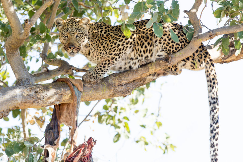 Botswana 2012-2538.jpg