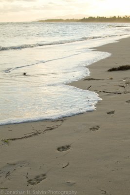 Samana