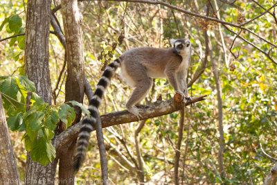 Madagascar-2234.jpg