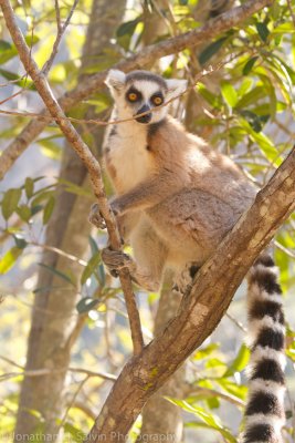 Madagascar-2276.jpg
