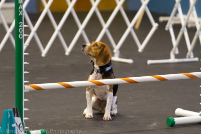 Beagles (Updated 3/4/2012)